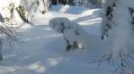 Koiraa muistuttava luminen kuusi. Kuva: Matti Ruotoistenmäki