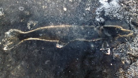 Ohessa kuva pari talvea sitten. Olin verkoilla jää oli peilikirkas, päästin hauen verkoista, ja sitten kun olin panemassa kaloja kassiin huomasin, että hauesta jäi kuva jäähän, liekö lämmin kala sulattanut jään kalan alla.



