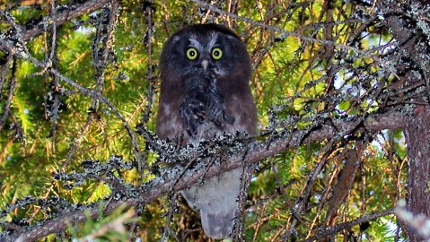 Helmipöllö on kuvattu Kolarissa Ylläsjokivarressa. Pöllönpojalla pikkulinnun poikanen suussa. Pöllö on pesinyt mökin pihapiirissä vanhassa telkän pöntössä. 