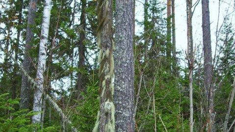 Raita-lehtipuu sai naavapeitteen. Kuva otettu Kiuruveden Paajakkaperällä. Onko yleistä tälläinen ilmiö?
