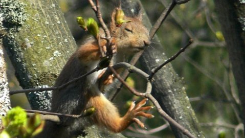 Orava nauttii kevätauringosta. Kuvattu keväällä 2009 Helsingissä Maunulassa.