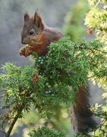 Maaliskuun 2012 Luontillassa oli puhetta siitä, syökö orava katajanmarjoja. Viime kesänä orava tai oravat kävivät ruokailemassa kuistimme edessä joka päivä samoihin aikoihin 2-3 viikkoa. Katajanmarjat olivat silloin vihreitä. Orava viipyi pensaassa 10-15 minuttia. Emme ole aiemmin havainneet tätä. Tontilla on kaksi oravan pesää ja kävyn jäänteistä tiedämme, että tontilla on oravia. Ne eivät normaalisti näyttäydy meille.