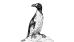 Siivetön ruokki (Pinguinus impennis, Islanti 1844) Eurooppalainen lentokyvytön lintu syötiin sukupuuttoon valtameripurjehdusten laajetessa.