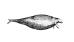 Stellerinmerilehmä (Hydrodamalis gigas, Beringin salmi n. 1768) Arktinen norsunkokoinen sireenieläin metsästettiin sukupuuttoon vain parikymmentä vuotta sen jälkeen, kun G.W.Steller oli löytänyt lajin.