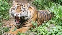 Sumatran tiikeri