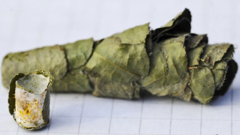 Tämä "sikari" löytyi linnunpöntön katonrajasta 9.4.2012. Rakennelman pituus alunperin noin 10 cm, tehty oletukseni mukaan
koivun lehdistä mutta enpä ole ihan varma. Pönttö on koivussa.  
Pöntössä ei ole pesinyt lintuja edellisenä kesänä.
Taivasti kokoonkääritty paketti, jonka sisällä jonossa lieriön  
muotoisia noin 10 mm pitkiä savukkeen filtterin kaltaisia koteloita. Kuvassa yksi kotelo avattuna. Kotelon läpimitta noin "lyijykynä". Kotelot usean erittäin tiiviin lehtikerroksen sisällä ja kuten kuvasta  
näkyy kotelon kantena tarkasti mitoitetut lehtikerrokset.
Keltainen aineksen koostumusta mietin, siitepöly tuli mieleen mutta  
liekö sitä vai "sitä itseään" eli toukan ulosteita? Jokin pistiäislaji  
ehkä kyseessä?Sijoitin jäljelle jääneen "sikarin"rakennuksen hirrenrakoon ja odottelen josko sieltä vielä jotain putkahtaisi lentoon kevään kuluessa.