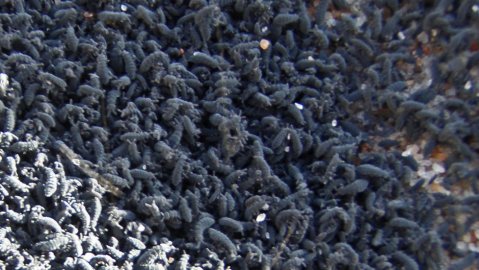 Kävelyllä Hangon hiekkarannalla (22.3.2012) alkoi vaimoni ihmetellä  
hiekassa olevia mustia nokitäpliä. Lähemmin tarkasteltuna täplät  
olivat pieniä mustia toukkia, jotka olivat kuin muurahaisleijonan  
pyyntikuopan pohjalla. Mistähän lienee kysymys?