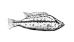 Viktoriajärven kirjoahvenet (Haplochromus, Afrikka 1980-) Viktoriajärveen istutettu tulokas söi lyhyessä ajassa sukupuuttoon 200 kalalajia.