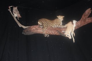 Eläinmuseo Afrikan yö-dioraama