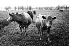 Kuva: Lehmi laitumella.
(1970)
Matti Nurmi