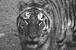 Kuva: Siperiantiikeri Korkeasaaressa vuonna 1961. YLE kuvanauha.