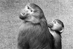 Kuva: Korkeasaaren paviaaneja 1992. Arja Lento/YLE.