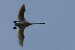 Kuva: Laulujoutsen - Suomen kansallislintu. (2006) Sari Pippuri. 