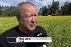 Kuva: DI Väinö Laihon lempikukka on suomalainen sinappi.