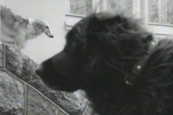 Kuva: Kekkosen koirat (1970) Yle kuvanauha