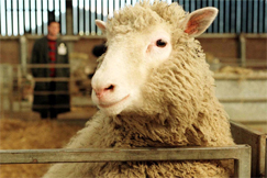 Kuva: Dolly-lammas. AP Graphics Bank.
