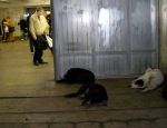 Kulkukoiria metroasemalla