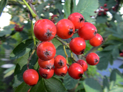 Suomenpihlaja