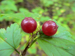 Taikinamarja