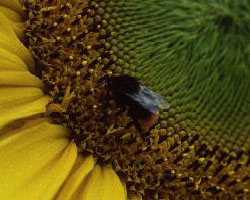 Mehil�inen auringonkukassa (copyright: Martti Juntunen/YLE)