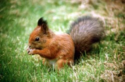 Orava (copyright: YLE/Juha Laaksonen)