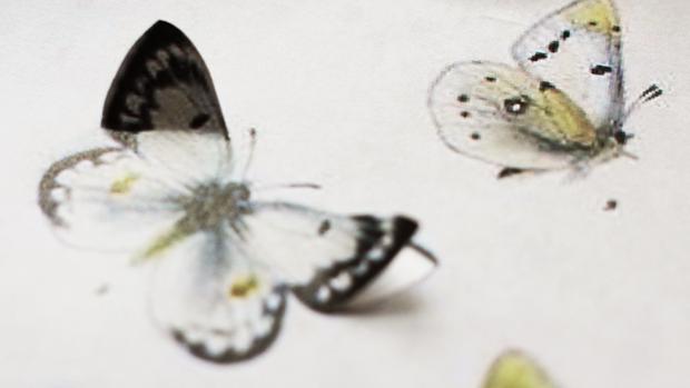 Vintage-perhoset lentävät seinälle. Kuva: Ulla Vuorela
