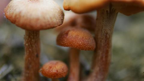 Sienillä on hyödyntämättömiä ominaisuuksia kasviväreinä. Kuva: Yle
