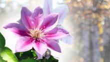 Clematis dr ruppel. Kuva: Stock.XCHNG