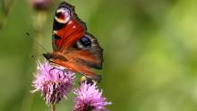 Houkuttele perhosia pihaan. Neitoperhonen piikkiohdakkeen kukassa. Kuva: Jari Fl