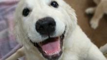 Onko eläimillä huumorintajua? Mitä koiran nauru kertoo? Kuva: Stock.xchng