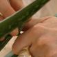 Aloe vera -hyytelöä saa joko itse kasvista tai luontaistuotekaupasta.
