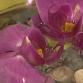 Orkideat ja simpukat vesikulhossa, kuva: Kotikokit