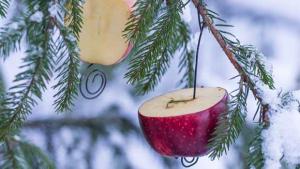Tee metsäneläimille syötävä joulupuu. Kuva: Yle