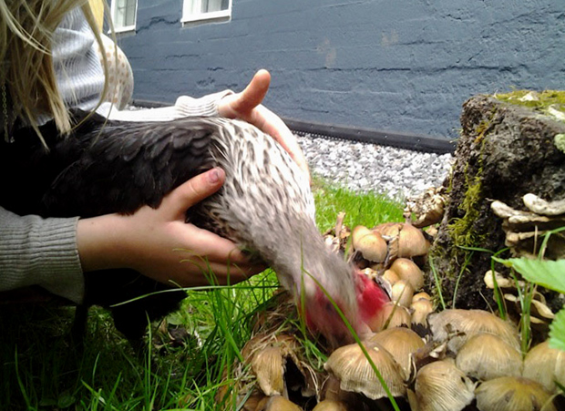 Kana syö sieniä. Kuva: Laitakaupungin kanat.