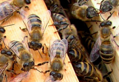 Josefiinan hunajatarha, mehiläiset