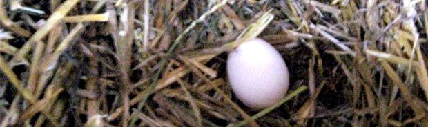 Ensimmäinen munittu muna. Kuva: Laitakaupungin kanat.