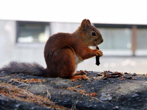 Lähikalliolla syömässä ollut orava. Kuva: Cilla Aulén