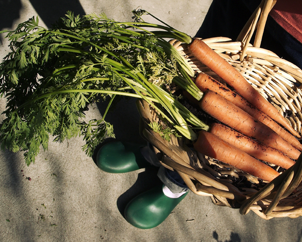 Kausiruokaa sesongeittain. Porkkanaa, kuva Yle/Pixtal.