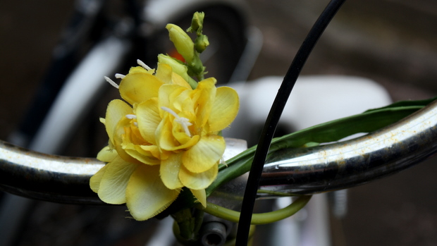 Kevättä pyörään kukilla. Kuva: Liisa Koivisto