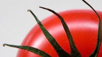 Tomaatti kasvaa ruukussakin. Kuva: SXC