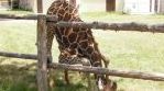 Eläintarhaympäristössä pitkästä kaulasta ja koivista ei enää olekaan hyötyä. Kuva on otettu Henry Vilas Zoossa Madisonissa Wisconsinissa Yhdysvalloissa.