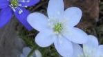 Löysin keväällä aivan valkoisia sinivuokkoja.