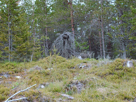  Raija Mustonen, Pudasjärvi.