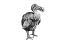 Dodo (Raphus cucullatus, Mauritius n. 1680)  Eräs kaikkein kuuluisimmista sukupuuttotarinoista kertoo Mauritiuksen surusilmäisestä jättiläiskyyhkystä, josta ei jäänyt jäljelle museoihin kuin muutama luunkappale.