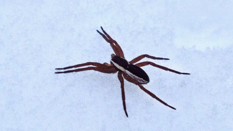 Kuvassa tänä aamuna (12.12.2012) Nastolan Kalliojärven metsätien hangella oleillut hämähäkki, kropaltaan noin 1,5 cm. Muistuttaa  vesihämähäkkiä? lähin lampi on noin 200 m päässä. Myös muita punaruskeita, eri kokoisia hämiksiä käveli hangella, kuten myös 4-5-millisiä kirvaa muistuttavia ruskeita siivettömiä hyönteisiä, jotka harppoivat määrätietoisesti eteenpäin pikkupakkasesta huolimatta.
Kuva otettu kännykällä.