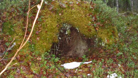 Lokakuun lopussa 2013, hirvenmetsästyksen yhteydessä löysin Nurmeksesta vanhan karhunpesän. Pesä on tosi hyvässä kunnossa.
Kysymys kuuluu,  voiko sama karhu, jos on elossa nukkua samassa pesässä uudelleen tai voiko joku toinen karhu valita
sen pesäkseen?