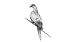 (Ectopistes migratorius) Maailman runsaslukuisin lintu kuoli sukupuuttoon vuonna 1914. 