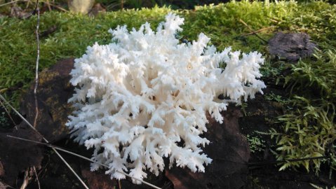 Tällainen kaunis korallimainen sienikö, löytyi metsäretkellämme Hollolasta. Se kasvoi sammaloituneen kaatuneen haavan rungolla.