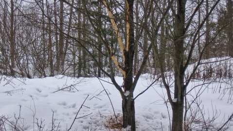 Oudon näköinen lehtipuu osui silmääni 11.02.2012 Varsinais-Suomessa pienen joen rannalla.
Puun juurella oli lastuja ja kuorenkappaleita ja runkoa oli järsitty.
Nähtävästi asialla on ollut rusakko?
Asumme niin lähellä taajamaa että metsäjänis se ei ainakaan voi olla.
Oudoksi asian tekee se että kyseinen rusakkoyksilö on nähtävästi oppinut kiipeämään puun yläoksille asti Tarzanin tapaan.
Osasivatko asiantuntijat kertoa mistä on kysymys.
Puun ympäriltä ei löytynyt muita kuin rusakon jälkiä sekä jätöksiä.
Tältä samalta paikalta taannoin raportoin naukuvasta oravasta, jota ohjelmassanne silloin aikoinaan kommentoitiin.