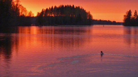 Tukkassotka uiskenteli auringonlaskua kohti Kyyvedellä Mikkelissä 16.5.2012.